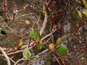 Hydrangea anomela subsp anomela