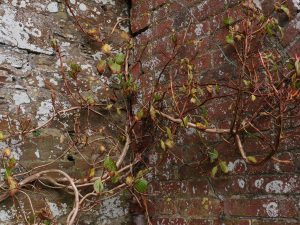 Hydrangea anomela subsp anomela