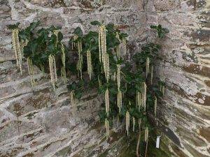 Garrya elliptica ‘James Roof’