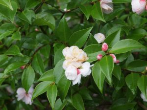 Camellia ‘Cinnamon Cindy’