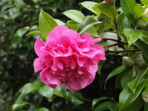 Camellia ‘Debbie’