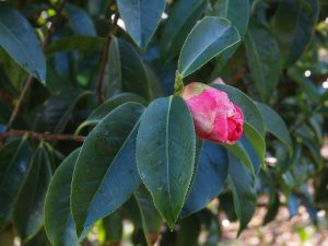 Camellia reticulata seedling