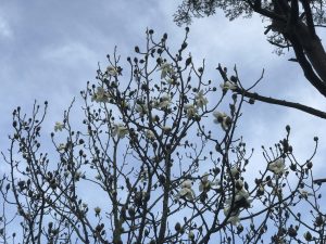 Magnolia campbellii ‘Strybing White’