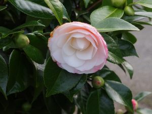 Camellia ‘Desire’
