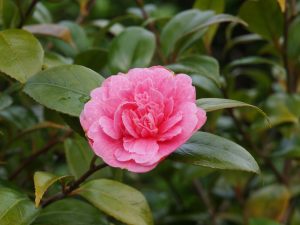 Camellia Duchess D