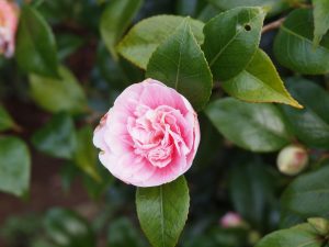 Camellia ‘Duchess Decazes’