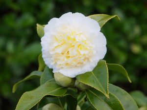 Camellia ‘Gwyneth Morey’