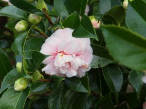 Camellia ‘High Hat’