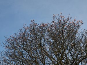 Magnolia campbellii