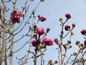 Magnolia sprengeri ‘Copeland Court’