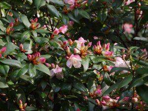 Rhododendron ‘Bo-Peep’