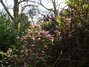 Rhododendron ‘Seta’