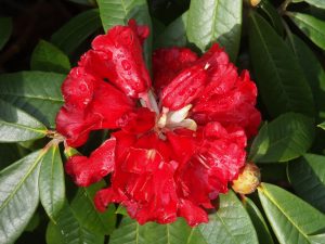 Rhododendron ‘Cornubia Group’