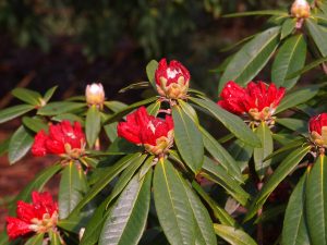 Rhododendron ‘Cornubia Group’