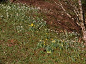 Daffodils and snowdrops