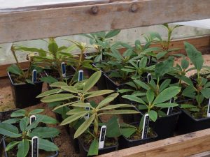 cuttings of rarer rhododendrons