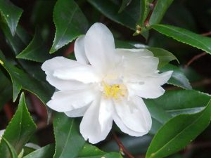 Camellia x vernalis ‘Dawn’