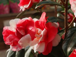 Camellia ‘Memphis Belle’