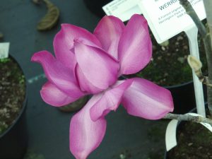 Magnolia campbellii ‘Werrington’
