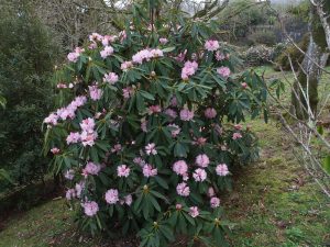Rhododendron brevinerve