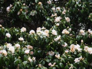 Camellia japonica ‘Sodekakushi’