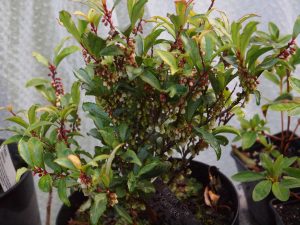 Eurya japonica ‘Moutiers’