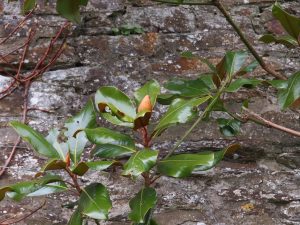 Magnolia grandiflora ‘Symons Select’