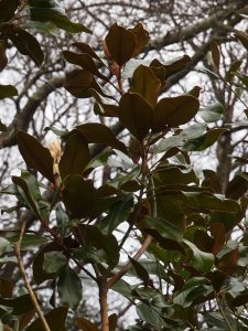 Magnolia grandiflora ‘Symons Select’