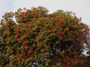 Rhododendron ‘Cornish Red’