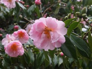 Camellia x williamsii ‘Salutation’