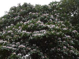 Rhododendron grande