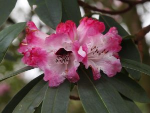 rhododendron hybrids