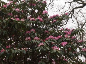 rhododendron hybrids