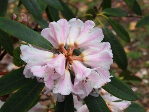 Rhododendron irroratum
