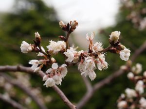 white very early flowering prunus