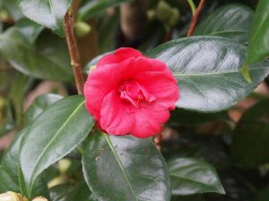 Camellia ‘Adolphe Audusson’