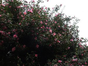 unnamed Camellia x williamsii