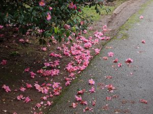 unnamed Camellia x williamsii