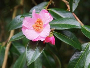 unnamed x williamsii camellia seedling