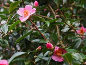 unnamed x williamsii camellia seedling