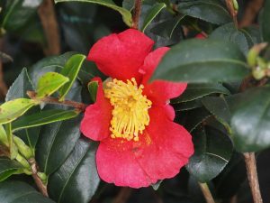 Camellia hiemalis ‘Yuletide’