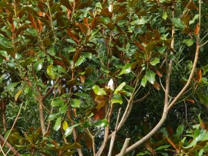 Magnolia grandifloras