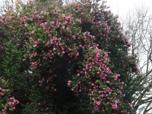 unnamed Camellia x williamsii clump