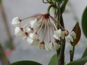 Hoya australis