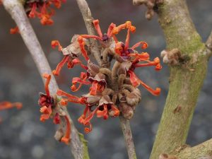 Hamamelis x intermedia ‘Aphrodite’