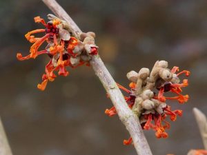 Hamamelis x intermedia ‘Aphrodite’