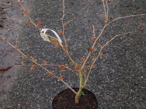 Hamamelis x intermedia ‘Aphrodite’