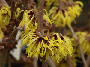 Hamamelis mollis ‘Pallida’ – large sized plants