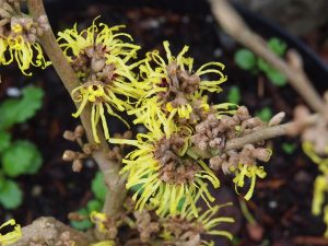 Hamamelis mollis ‘Pallida’ – large sized plants