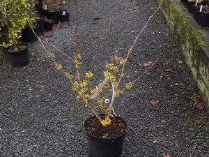 Hamamelis mollis ‘Pallida’ – large sized plants